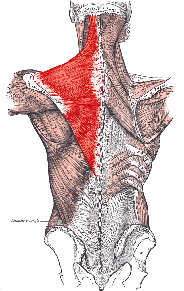 Neck And Shoulder Pain Tight Upper Trapezius Musculoskeletal Physiotherapy Australia